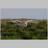 2019 2nd Bill Lester- barn owl